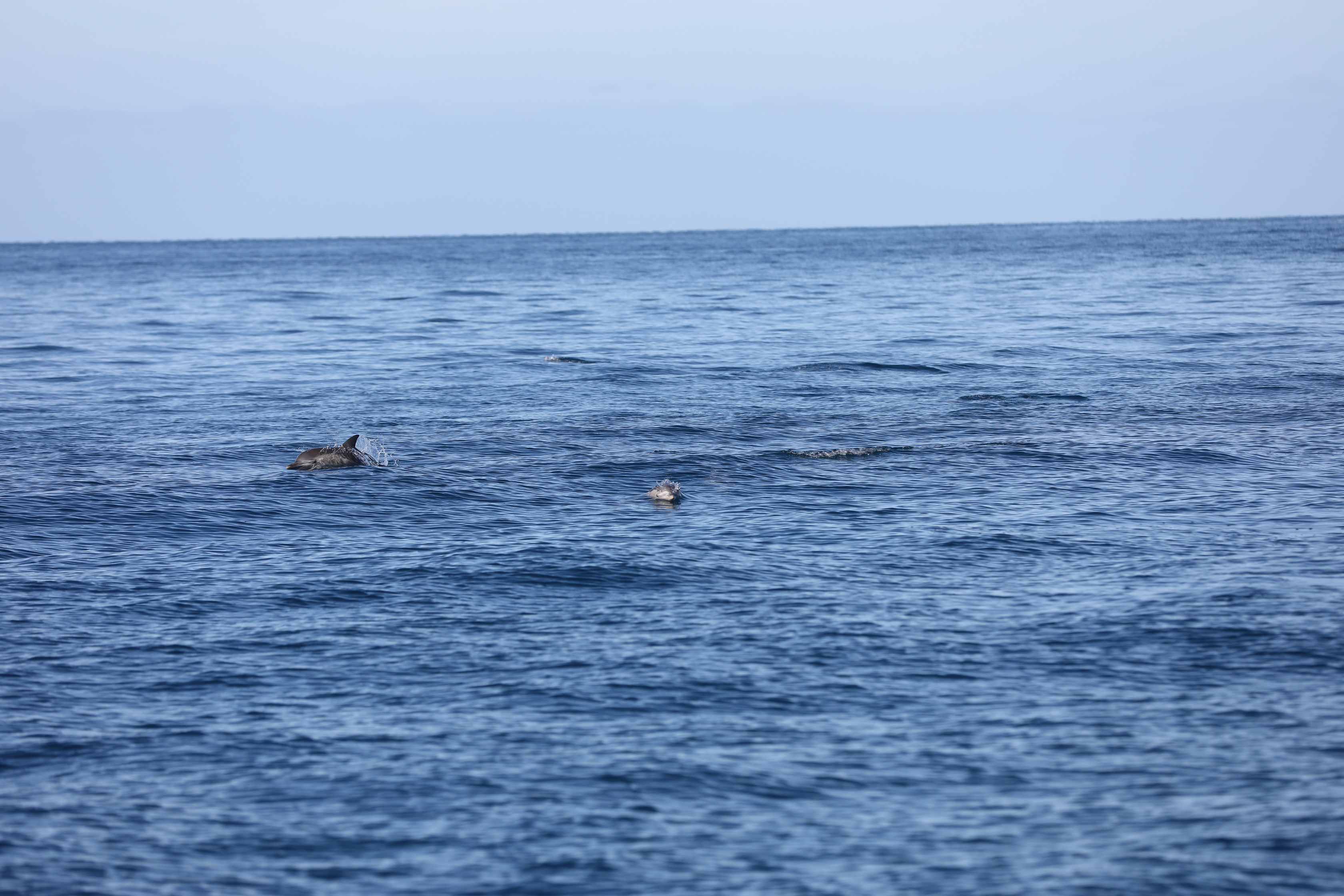 2019 12 07 08 51 53 Canon EOS 5D Mark IV 0014